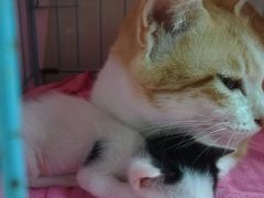 -瑞鹏宠物医院·骨科·猫科·内科(第一中心)