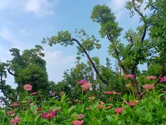 -颐景园