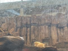 -西安曲江海洋极地公园