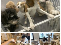 -有喵·猫咖·狗咖·30几只猫10只小狗(岗厦店)