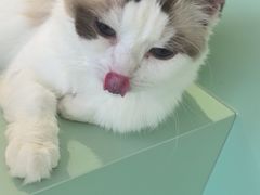 -怪兽屋·羊驼·猫咖·狗咖(俊华广场店)