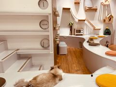 -COLOR PETS 撸猫馆·购猫·猫咖(长风大悦城店)