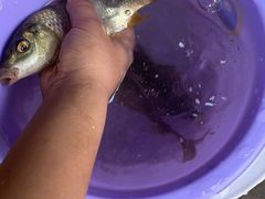 -东方巨龟苑景区