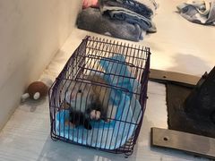 -浣熊柯尔鸭土拨鼠·电玩咖