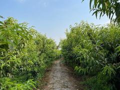 -樂桃源奉贤黄桃种植采摘基地