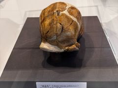 -北京周口店北京人遗址博物馆