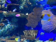 -上海海洋水族馆