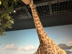 -陕西自然博物馆