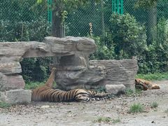 -上海野生动物园老虎餐厅