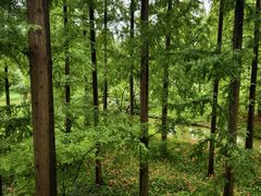 -黄海国家森林公园