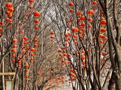 -洛阳市隋唐城遗址植物园