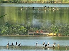 -翠湖国家城市湿地公园