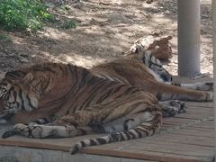 -石家庄市动物园