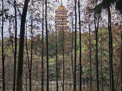 -三水森林公园