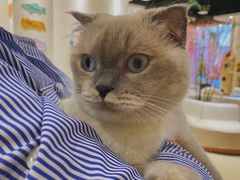 -藏猫猫咖啡主题馆(中央大道店)