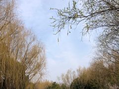 -上海滨江森林公园
