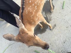 -鹿境梅花鹿生态园区
