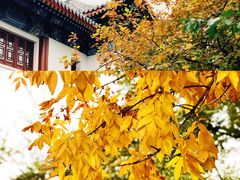 -北京大学赛克勒考古与艺术博物馆