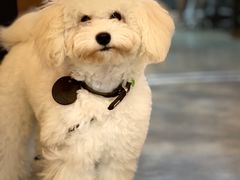 -PETKIT小佩宠物·低压洗护(国顺东路店)