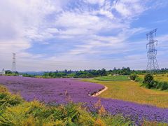 -紫颐香薰山谷景区