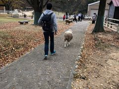 -神户市立六甲山牧场