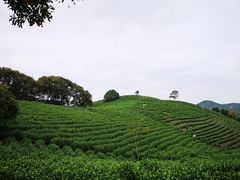 -帐篷客·溪龙茶谷度假酒店