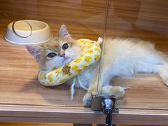 -喵百万·布偶·蓝金金渐层英短·猫舍(百子湾店)