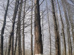 -桤木河湿地公园