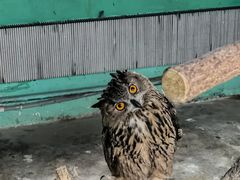 -西霞口神雕山野生动物世界
