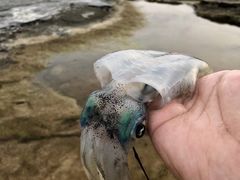 -滨千鸟之汤 海舟