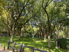 -上海共青森林公园