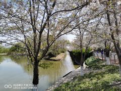 -高东镇樱花园