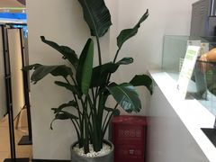 -树夏(金楠天街店)