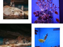 -海合安武汉极地海洋公园