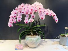 -北京植物园-展览温室