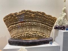 -河南自然博物馆