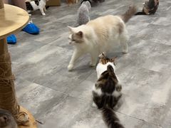 -楼上猫咖(罗湖店)