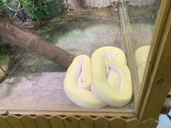 -上海大自然野生昆虫馆(东方明珠·爬宠昆虫探索中心)