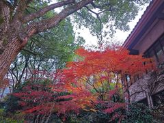 -中国茶叶博物馆(双峰馆区)