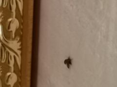 -维也纳国际酒店·上海虹桥火车站国家会展中心店