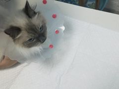 -纳吉亚猫专科动物医院博雅分院