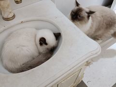 -共舞时光猫咖·狗咖(新街口店)