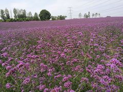 -紫颐香薰山谷景区