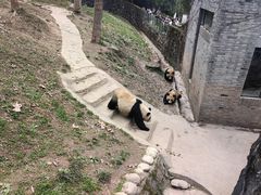 -都江堰中华大熊猫苑