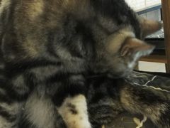 -平行世界·猫咖(首经贸店)