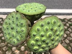 -陶辛水韵