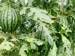 -庞各庄西瓜蔬菜采摘园·锦华瓜园