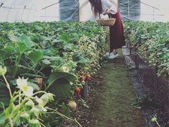-青浦采草莓天天草莓园
