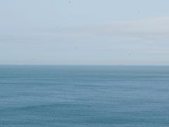 -枸杞岛