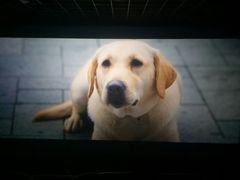 -星河国际影城(新会店)